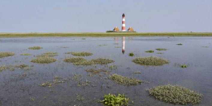 Im Vordergrund befindet sich eine überflutete Salzwiese. In der Ferne steht ein Leuchtturm vor strahlend blauem Himmel.
