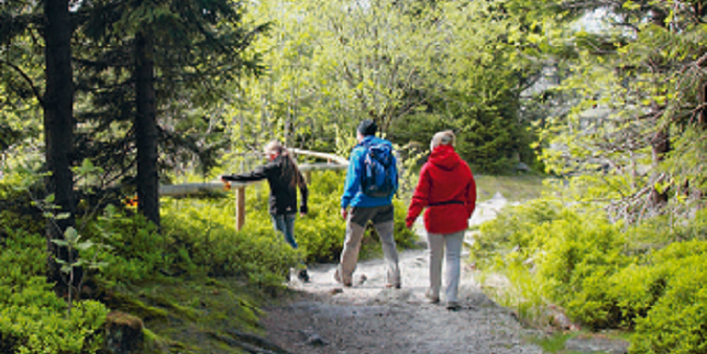 3 Menschen wandern im Wald auf dem Wanderweg und wollen einen Steg nach links überqueren.