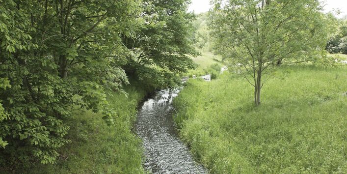 Fotografie eines Bachlaufs zwischen wildwachsenden Wiesen. Rechts am Bachrand steht ein kleiner Baum, links ist das Bachufer stärker bewachsen.