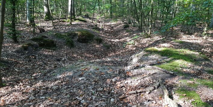 Fotografie eines Waldbodens, in dem die Spuren eines Flusslaufes zu erkennen sind.