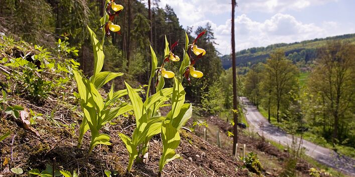 Gelbe Blume Frauenschuh an einem Hang am Waldrand.