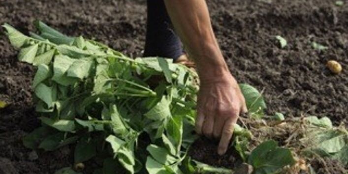 Eine Hand zieht die Kartoffeln am Grünwuchs aus der dunklen Erde heraus.