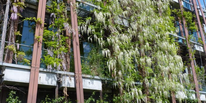 Foto einer mit Kletterpflanzen begrünten Fassade.