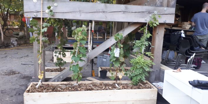 In einem Pflanzkasten aus Holz wachsen vier Pflanzen.