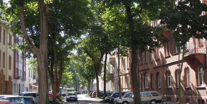 Hohe begrünte Bäume säumen im Sonnenlicht eine kleine Straße im Wohngebiet. Schatten fällt auf die Häuserwände.