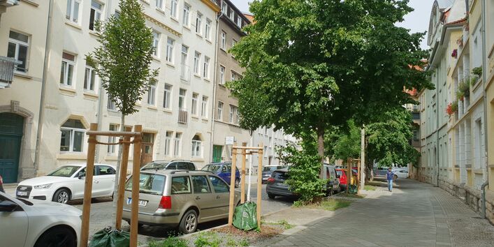 Fotografie einer Straße. Zwischen Gehweg und Fahrbahn wurden in einem Bepflanzungsstreifen Bäume angepflanzt.