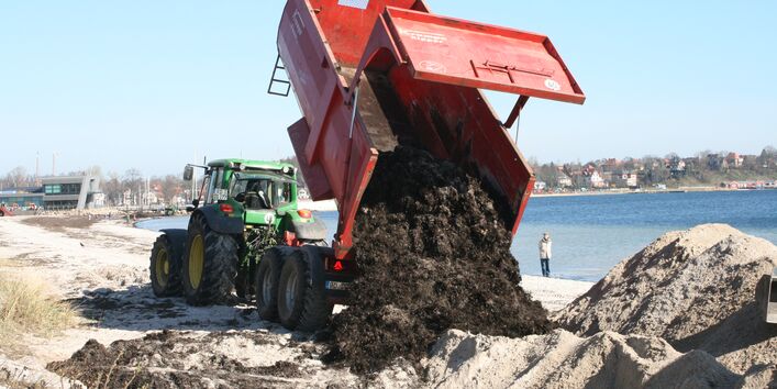 Ein roter Lastenanhänger kippt Treibsel an einem Küstensaum ab. Der Treibsel wird für den Dünenbau verwendet. Im Hintergrund sieht man das Panorama der Stadt Eckernförde. Ein Mann in heller Jacke schaut dem Geschehen zu.