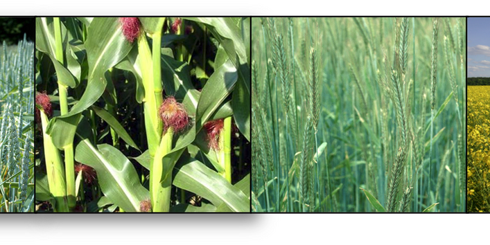 4 Sorten von Nutzpflanzen sind nebeneinander aufgereiht abgebildet