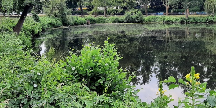 Blick auf behandelte Teichfläche - nach 1 Jahr - klares Erscheinungsbild des Wassers