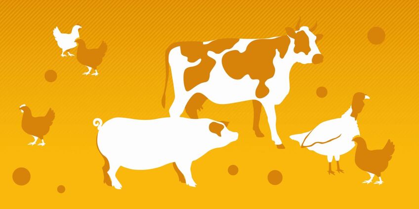 Darstellung von Kühen, Schweinen und Hühnern