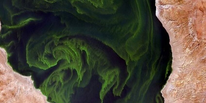 Foto einer Algenblüte im See