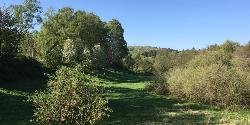 abwechslungsreiche, hügelige Landschaft mit Wiese, Bäumen und Gebüschen